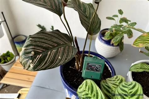 moisture meter chart calathea|calathea watering guide.